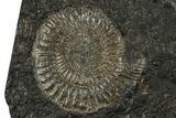Fossil Ammonite Cluster - Posidonia Shale, Germany #353549-1